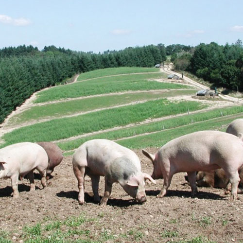 Porc des Combrailles à Tauves près de La Bourboule & Saint-Sauves-d'Auvergne (63)